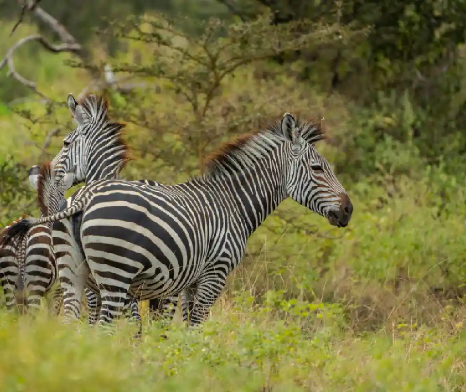 11 Days Tanzania Intrepid Expedition