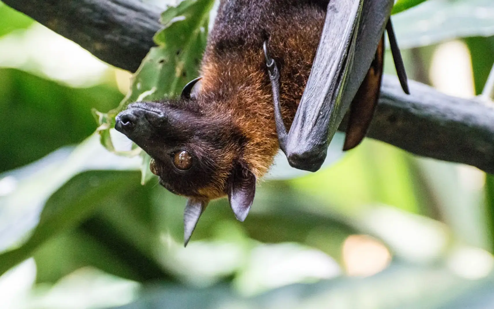 3 Days Flying Fox Tour to Pemba Island   Attraction