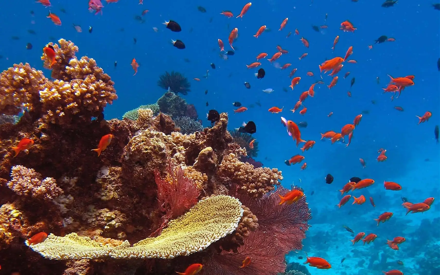 4 Days Pemba Island Tours    Attraction
