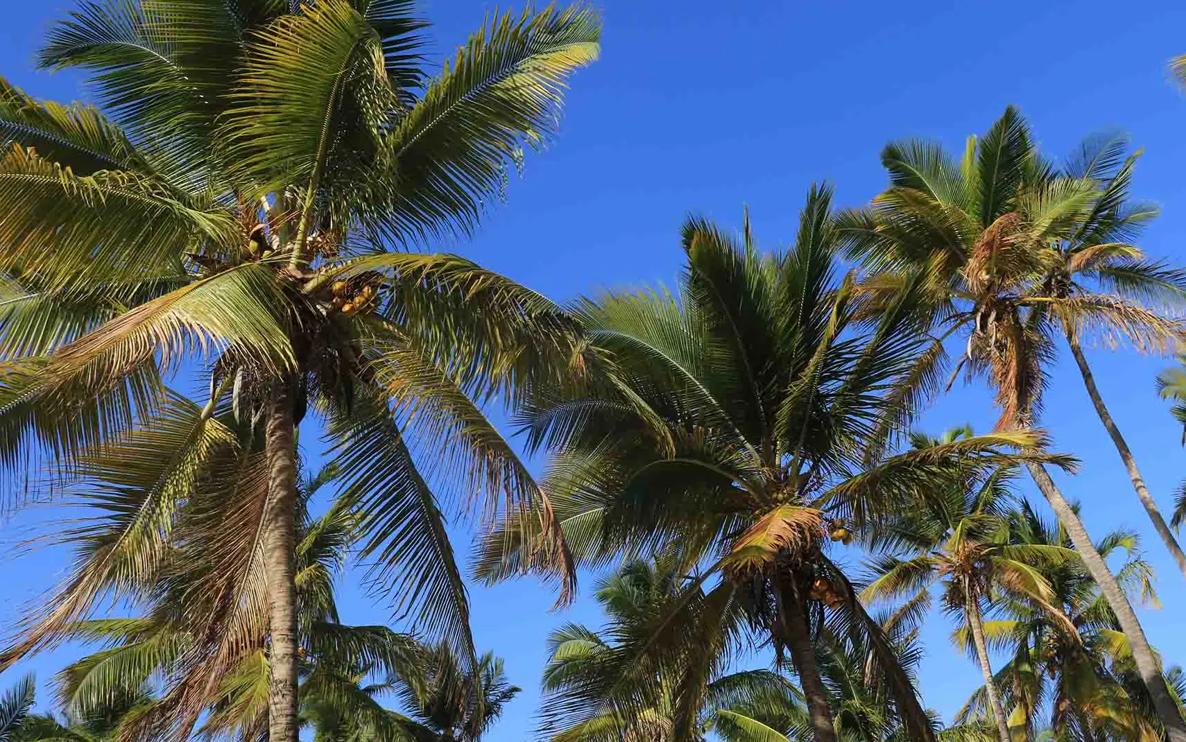 5 Days North Pemba Island       Attraction