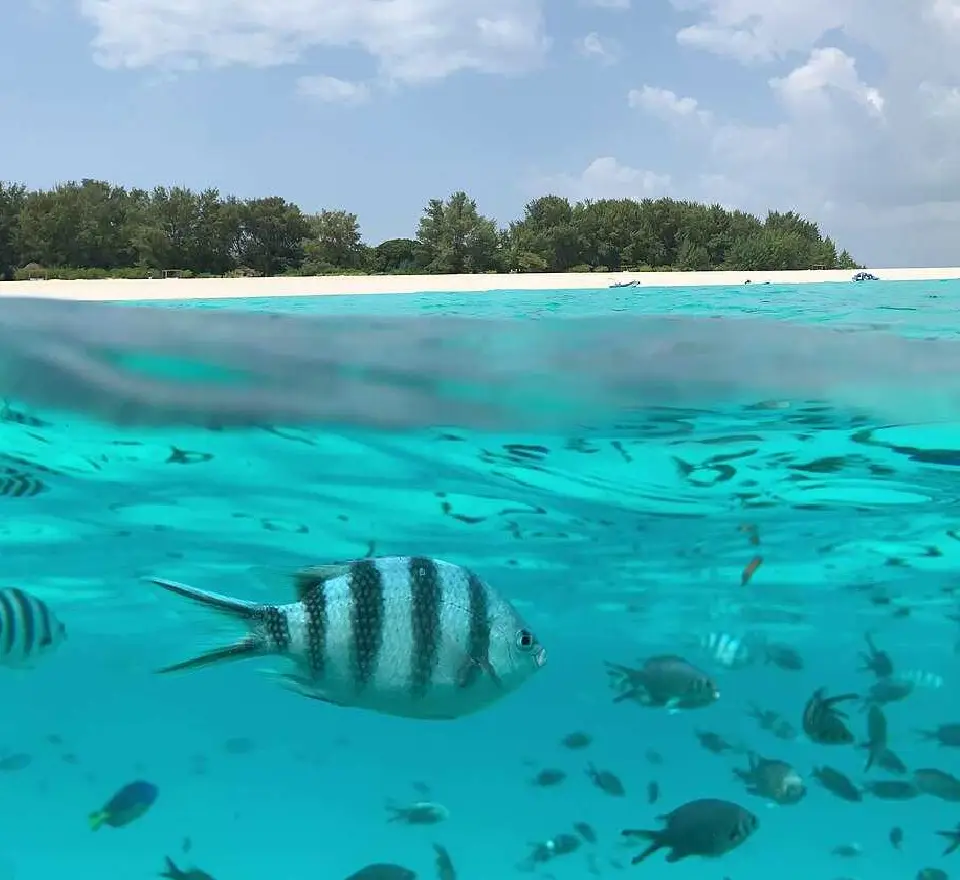 5 Days North Pemba Island       Attraction