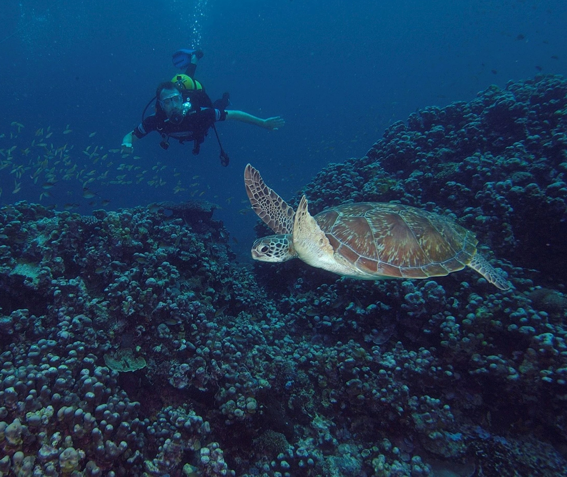 7 Days Pemba Island Tours       Attraction