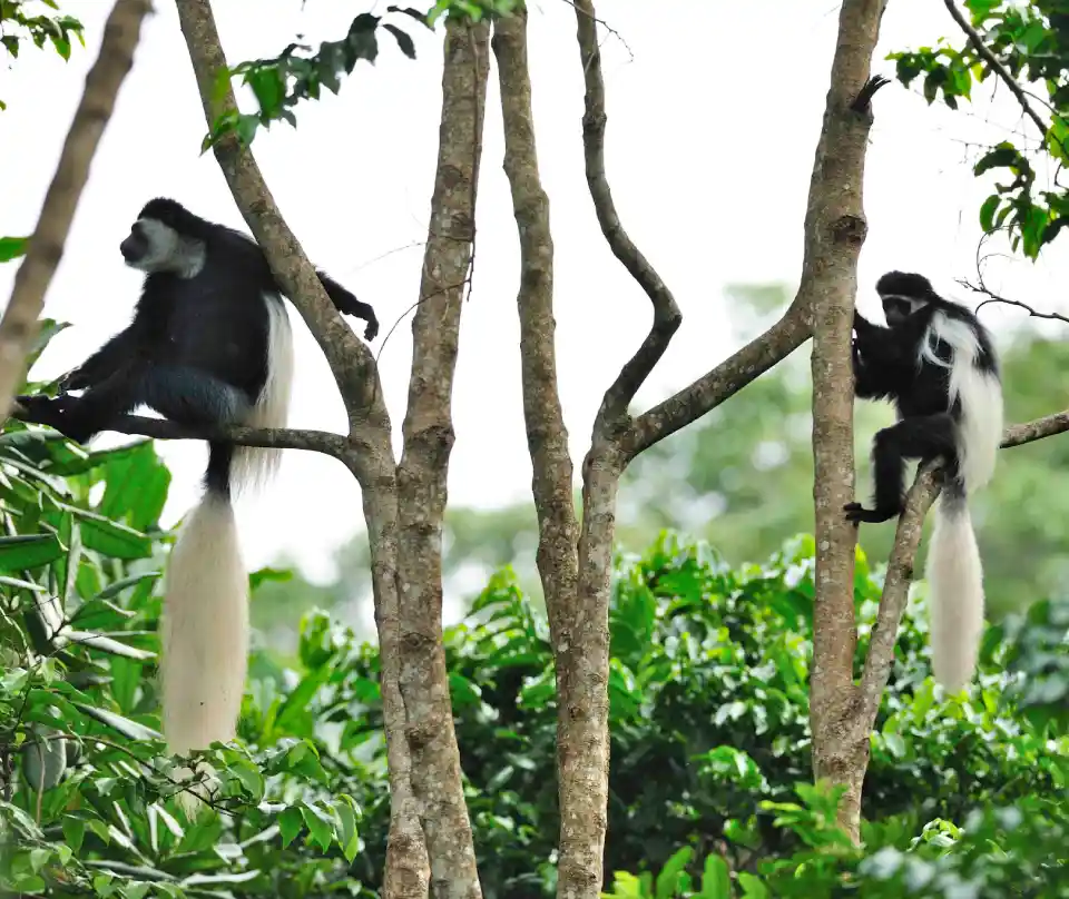 7 Days Wildlife Exclusive Safari