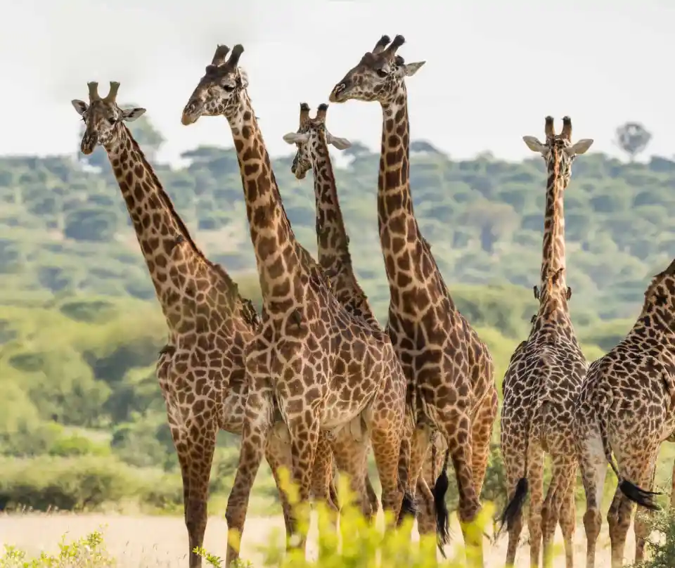 8 Days Baobab Adventure