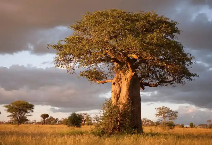 8 Days Baobab Adventure