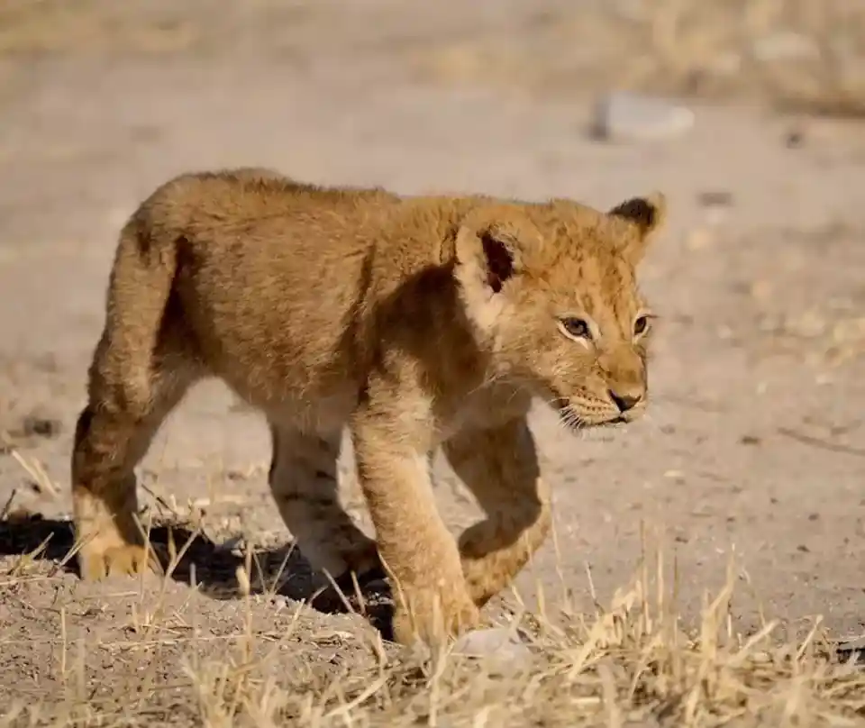 9 Days Best of South Tanzania Expedition