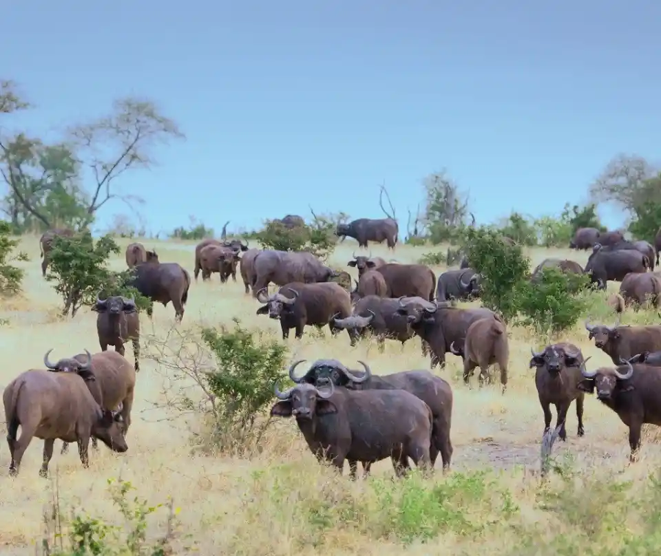 9 Days Best of South Tanzania Expedition