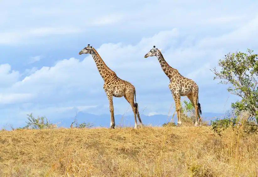 9 Days Best of South Tanzania Expedition