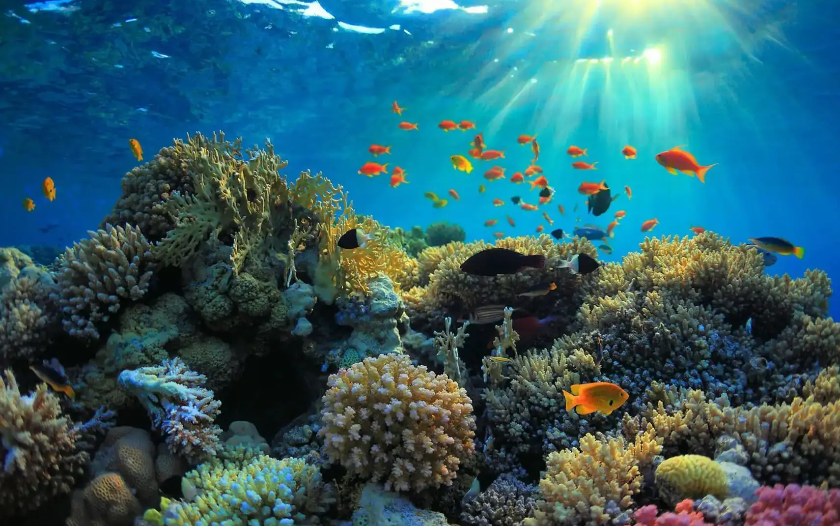 Mnemba Atoll Wild life