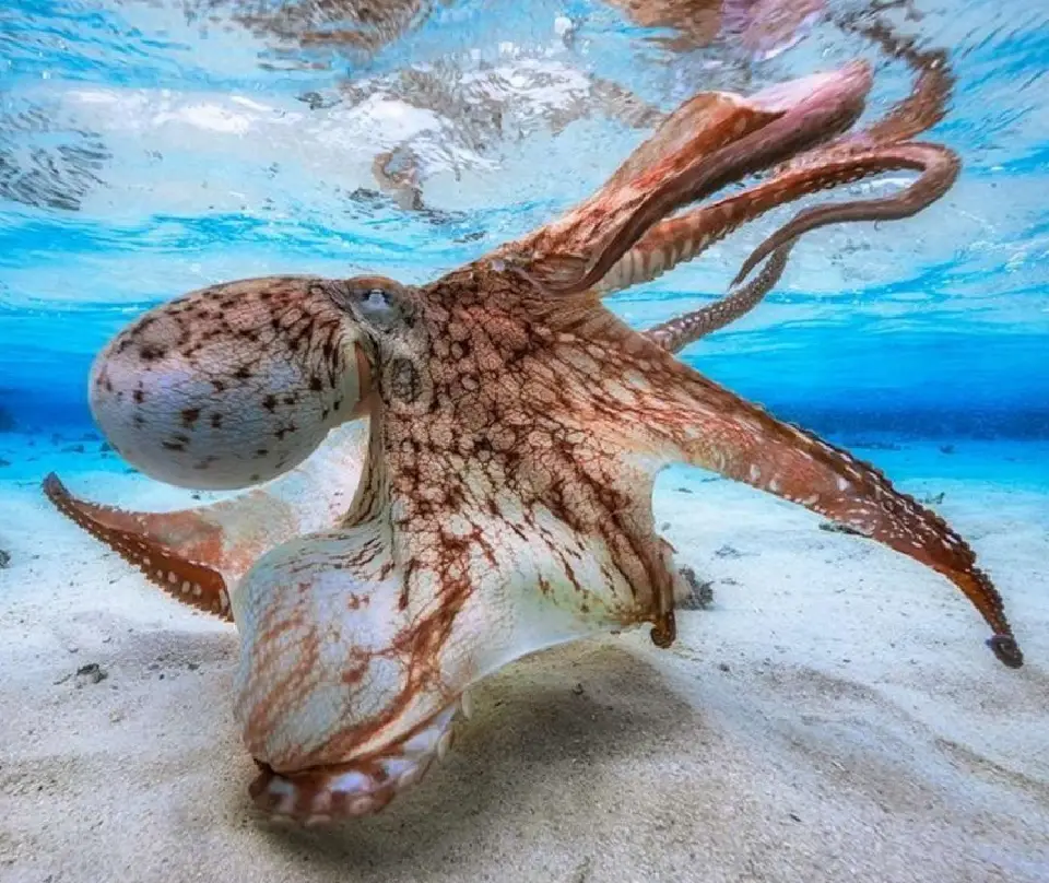 Mnemba Atoll Attraction
