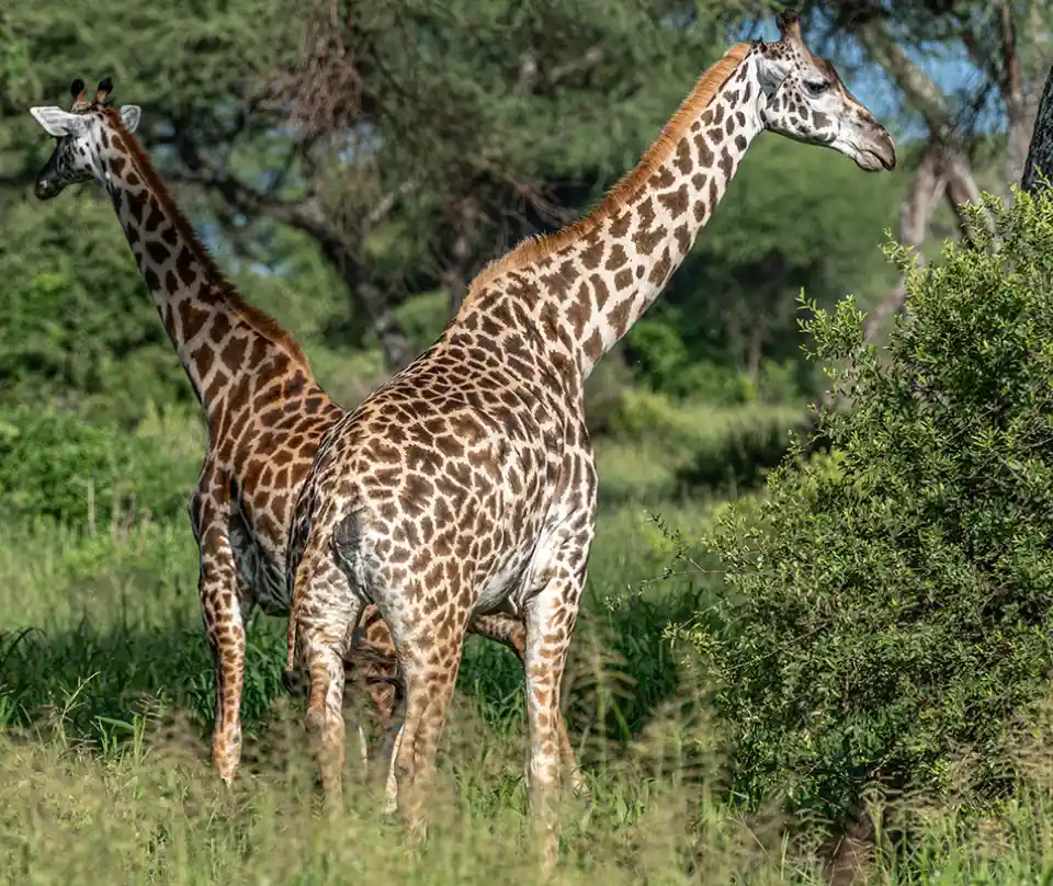 Tanzania Travel Guide