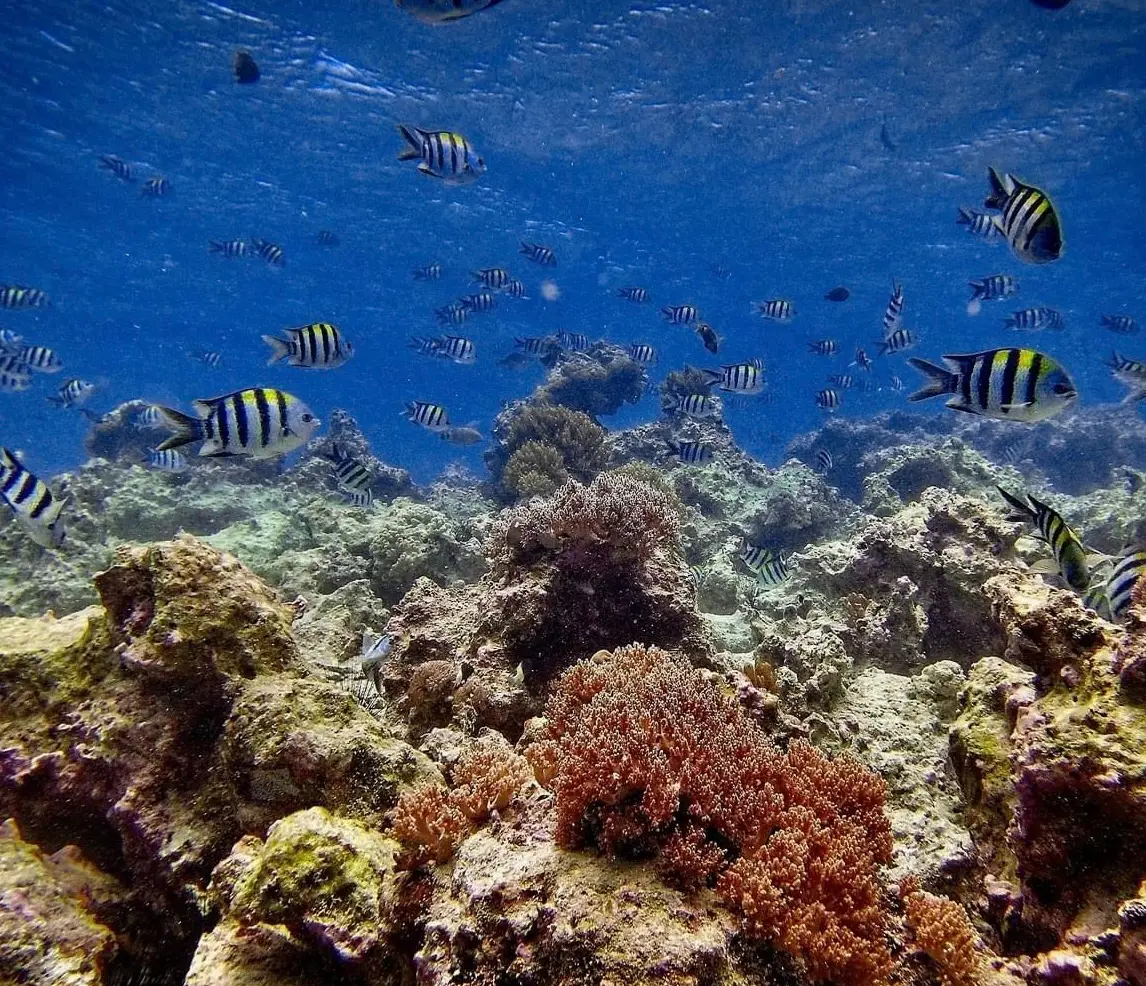 Zanzibar Activities